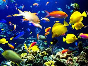 Каких аквариумных рыбок завести начинающему?