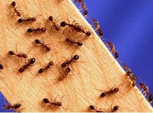 Как избавиться от муравьев в доме, квартире